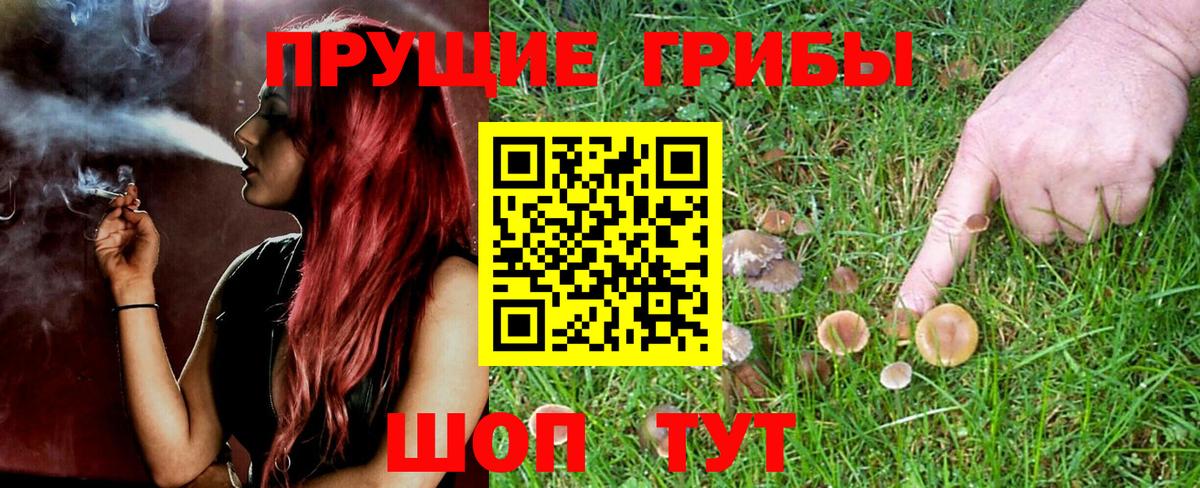 Галлюциногенные грибы прущие грибы  Берёзовский  Галлюциногенные грибы Psilocybine cubensis 